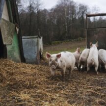 Thumbnail of post #280977